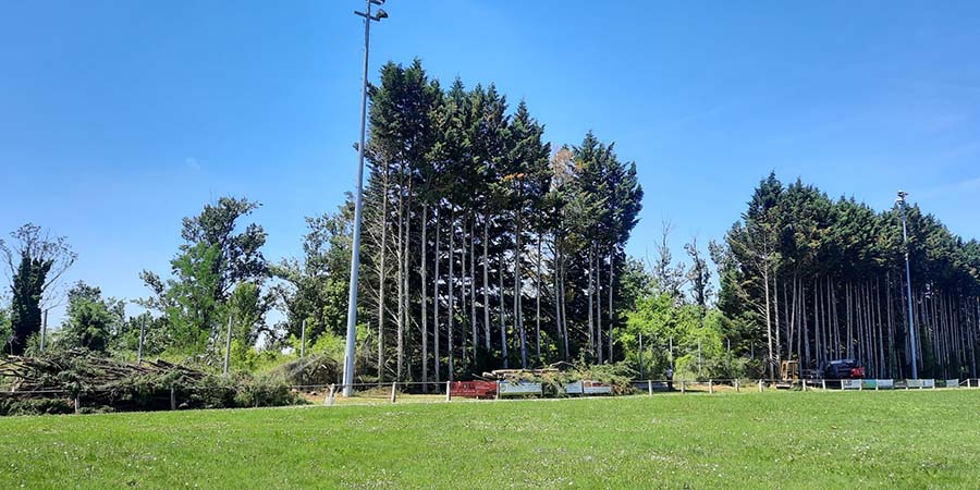 Abattage d'arbres de vingt mètres de haut à Montauban - Arlequin Espaces Verts