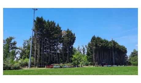 Abattage d'arbres de vingt mètres de haut à Montauban - Arlequin Espaces Verts