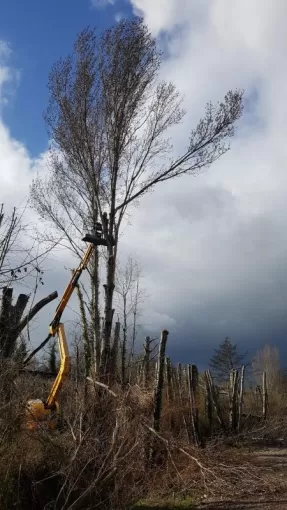 Elagueur Montauban spécialisé dans l'élagage avec nacelle, Montauban, Arlequin Espaces Verts