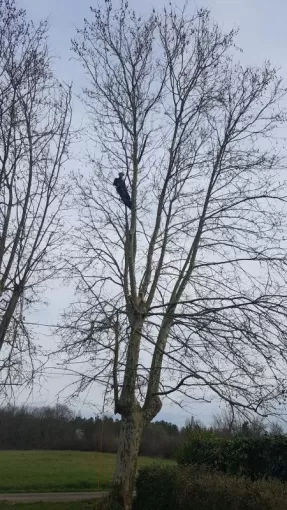 Elagueur Montauban spécialisé dans l'élagage en hauteur, Montauban, Arlequin Espaces Verts