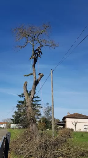Elagueur Montauban spécialisé dans l'élagage sur cordes, Montauban, Arlequin Espaces Verts