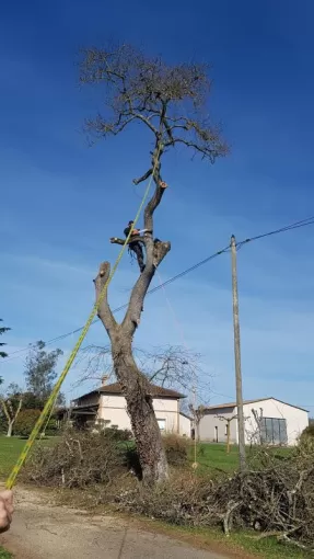 Elagueur Montauban spécialisé dans les travaux de cordiste, Montauban, Arlequin Espaces Verts