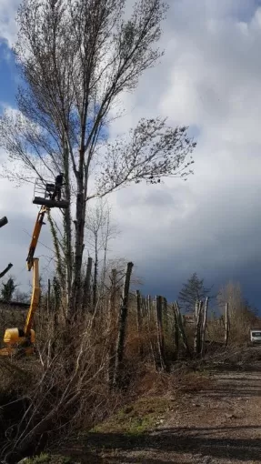 Elagueur Montauban spécialisé élagage en hauteur avec nacelle, Montauban, Arlequin Espaces Verts