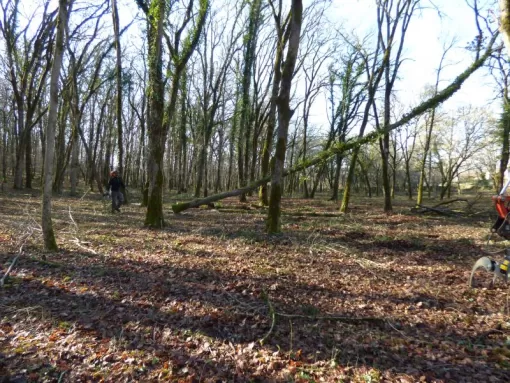 Abattage chêne à Montauban, Montauban, Arlequin Espaces Verts