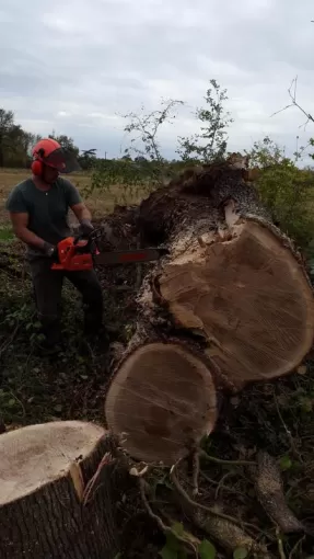 Entreprise spécialisée abattage gros chêne Montauban, Montauban, Arlequin Espaces Verts