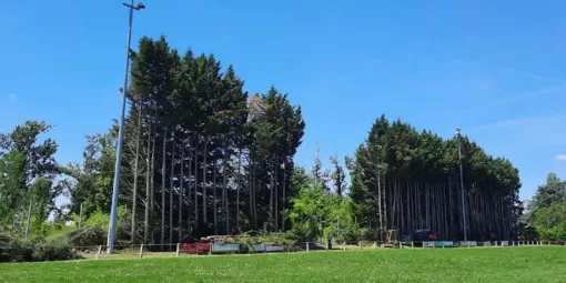 Abattage d'arbres de vingt mètres de haut à Montauban, Montauban, Arlequin Espaces Verts