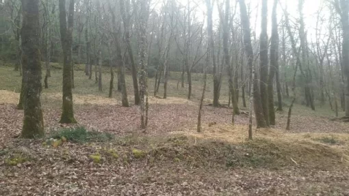 Nettoyage d'un bois ( un hectare), Montauban, Arlequin Espaces Verts