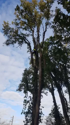 Elagage de sécurité sur le bord de route par votre élagueur sur Montauban, Montauban, Arlequin Espaces Verts