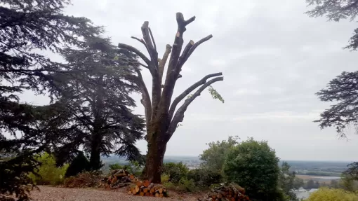 Élagage tilleul 20m rabattu à 10m à MONTAUBAN, Montauban, Arlequin Espaces Verts