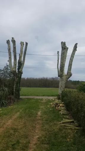 Entreprise spécialisée dans les travaux d'élagage Montauban, Montauban, Arlequin Espaces Verts