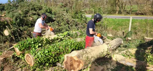 Elagage haie de peuplier à Montauban, Montauban, Arlequin Espaces Verts