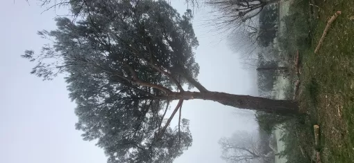 Élagage d'un pin parasol à Nègrepelisse avec évacuation des branches, Montauban, Arlequin Espaces Verts