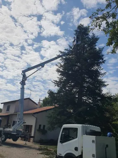 Élagage et abattage d'une haie de chêne et d'un grand sapin en Nègrepelisse, Montauban, Arlequin Espaces Verts
