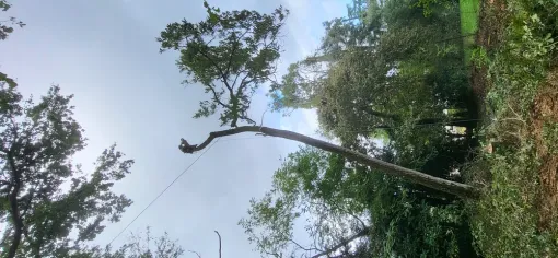 Abattage de plusieurs grands chênes sur Montauban, Montauban, Arlequin Espaces Verts