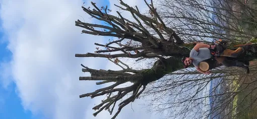 Élagage de 3 chênes à Montauban et nettoyage de jardin, Montauban, Arlequin Espaces Verts