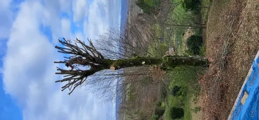 Abattage d'arbre et élagage à Montauban dans le 82, Montauban, Arlequin Espaces Verts