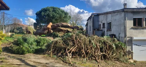 tronçonnage et abattage d'un pin parasol tombé pendant une tempête dans le 82, Montauban, Arlequin Espaces Verts