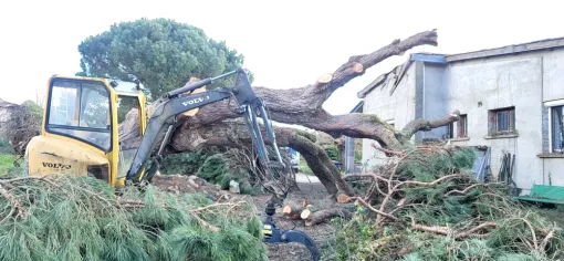 Une découpe de bois et évacuation de bois de pin sur la commune de Montauban, Montauban, Arlequin Espaces Verts