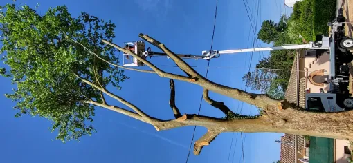 Élagage et abattage d'arbre sur Montauban 82, Montauban, Arlequin Espaces Verts