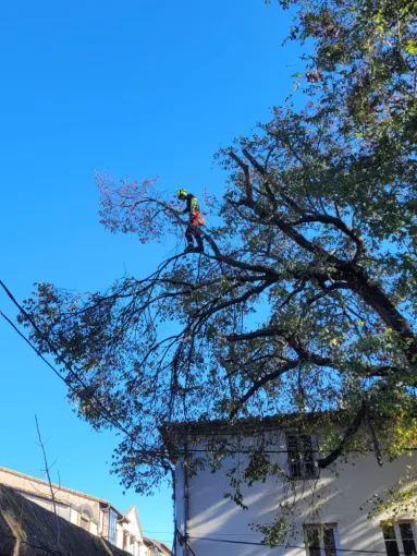 Élagage sur corde avec rétention des branches , Montauban, Arlequin Espaces Verts