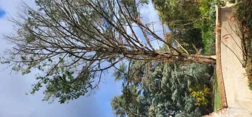 Abattage d'un gros cyprès sur montauban avec broyage des branches, Montauban, Arlequin Espaces Verts