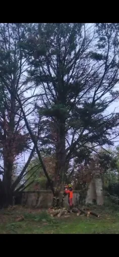 Élagage et abattage en urgence d'un arbre dangereux à Montauban, Montauban, Arlequin Espaces Verts