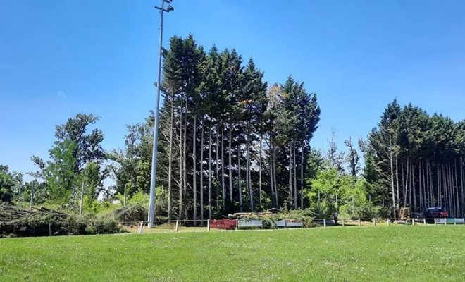 Abattage d'arbres de vingt mètres de haut à Montauban, Montauban, Arlequin Espaces Verts
