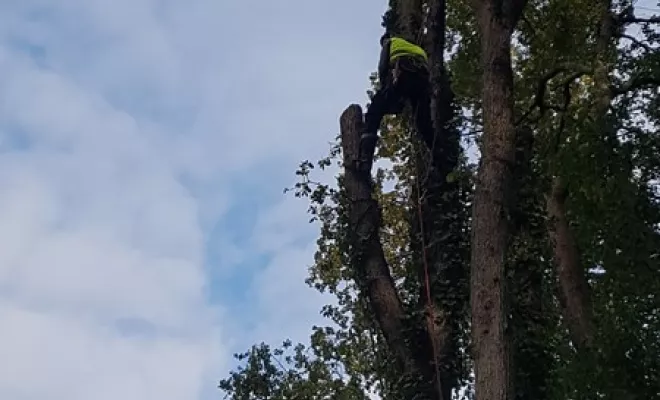 Elagage de sécurité sur le bord de route par votre élagueur sur Montauban, Montauban, Arlequin Espaces Verts