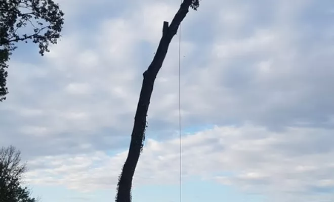 Elagage de sécurité sur le bord de route par votre élagueur sur Montauban, Montauban, Arlequin Espaces Verts