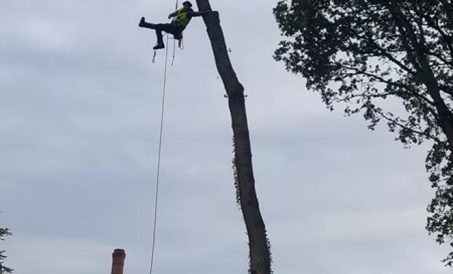 Elagage de sécurité sur le bord de route par votre élagueur sur Montauban, Montauban, Arlequin Espaces Verts