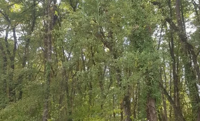 Elagage de sécurité sur le bord de route par votre élagueur sur Montauban, Montauban, Arlequin Espaces Verts
