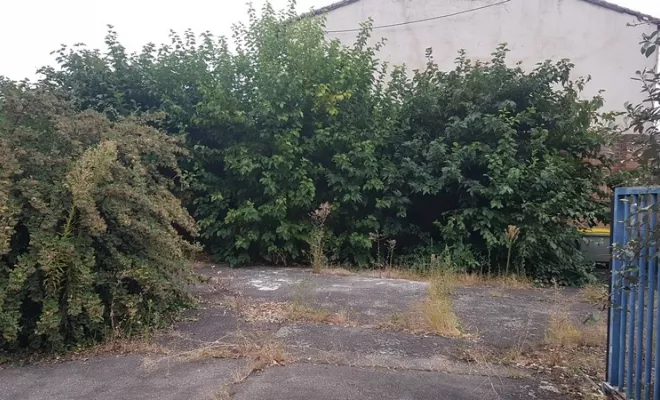 Entreprise spécialisée dans l'élagage d'arbre dans une cour de bâtiment sur Montauban, Montauban, Arlequin Espaces Verts