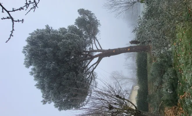 Élagage d'un pin parasol à Nègrepelisse avec évacuation des branches, Montauban, Arlequin Espaces Verts