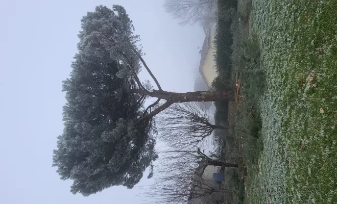 Élagage d'un pin parasol à Nègrepelisse avec évacuation des branches, Montauban, Arlequin Espaces Verts