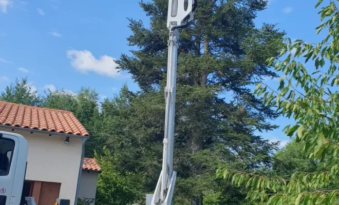 Élagage et abattage d'une haie de chêne et d'un grand sapin en Nègrepelisse, Montauban, Arlequin Espaces Verts