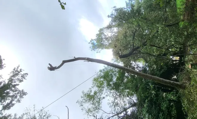 Abattage de plusieurs grands chênes sur Montauban, Montauban, Arlequin Espaces Verts