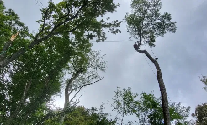 Abattage de plusieurs grands chênes sur Montauban, Montauban, Arlequin Espaces Verts