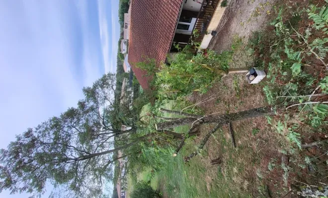 Elagage de 4 acacias sur la commune de Montbartier, Montauban, Arlequin Espaces Verts