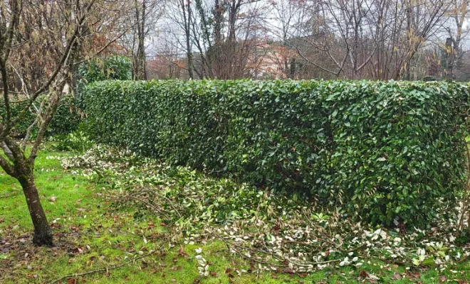 Il est temps de réaliser les tailles du jardin et premier élagage des arbres, Montauban, Arlequin Espaces Verts