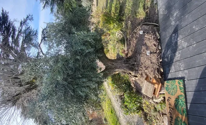 Il est temps de réaliser les tailles du jardin et premier élagage des arbres, Montauban, Arlequin Espaces Verts
