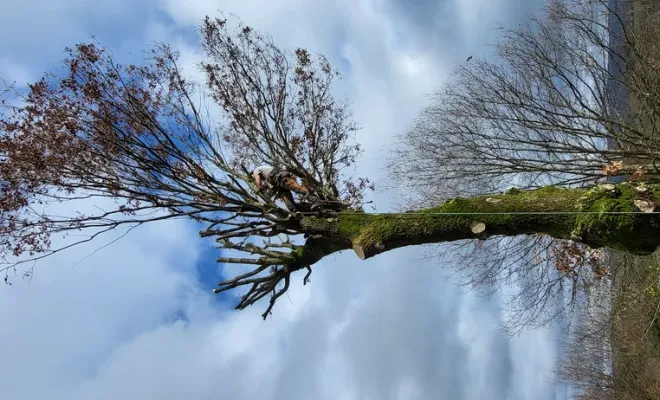 Élagage de 3 chênes à Montauban et nettoyage de jardin, Montauban, Arlequin Espaces Verts