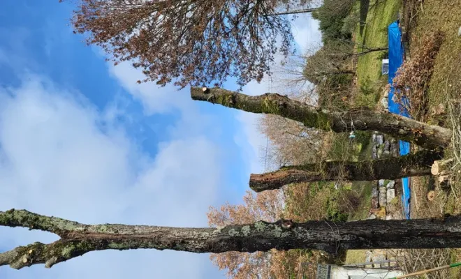 Élagage de 3 chênes à Montauban et nettoyage de jardin, Montauban, Arlequin Espaces Verts