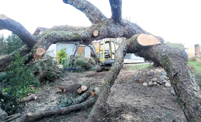 tronçonnage et abattage d'un pin parasol tombé pendant une tempête dans le 82, Montauban, Arlequin Espaces Verts