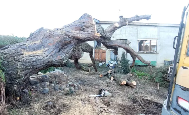 tronçonnage et abattage d'un pin parasol tombé pendant une tempête dans le 82, Montauban, Arlequin Espaces Verts