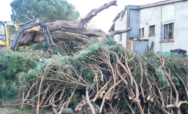 tronçonnage et abattage d'un pin parasol tombé pendant une tempête dans le 82, Montauban, Arlequin Espaces Verts