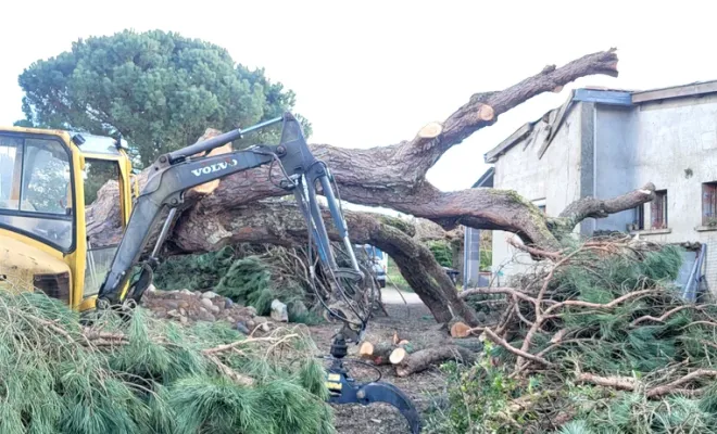 tronçonnage et abattage d'un pin parasol tombé pendant une tempête dans le 82, Montauban, Arlequin Espaces Verts