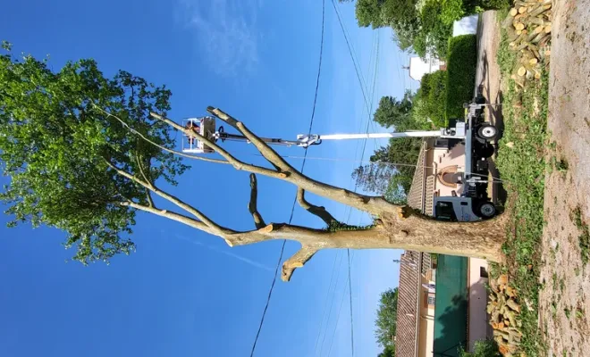 Élagage et abattage d'arbre sur Montauban 82, Montauban, Arlequin Espaces Verts