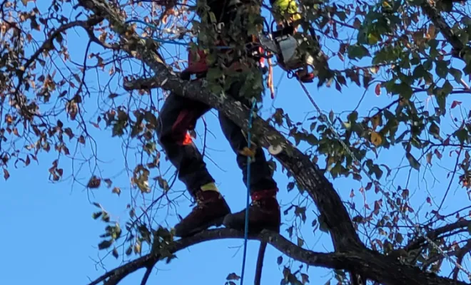 Élagage sur corde avec rétention des branches , Montauban, Arlequin Espaces Verts