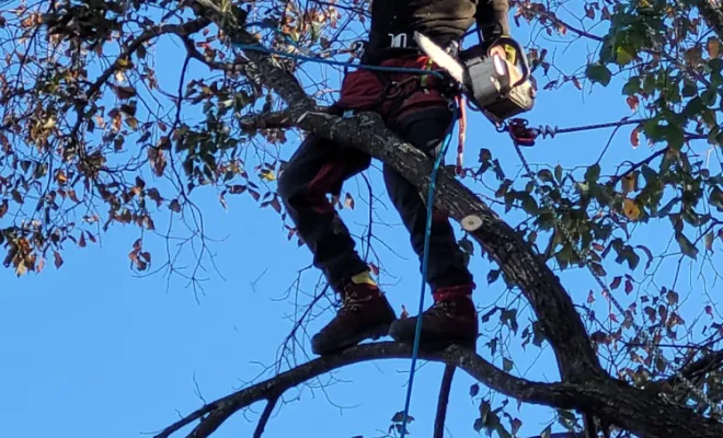 Élagage sur corde avec rétention des branches , Montauban, Arlequin Espaces Verts