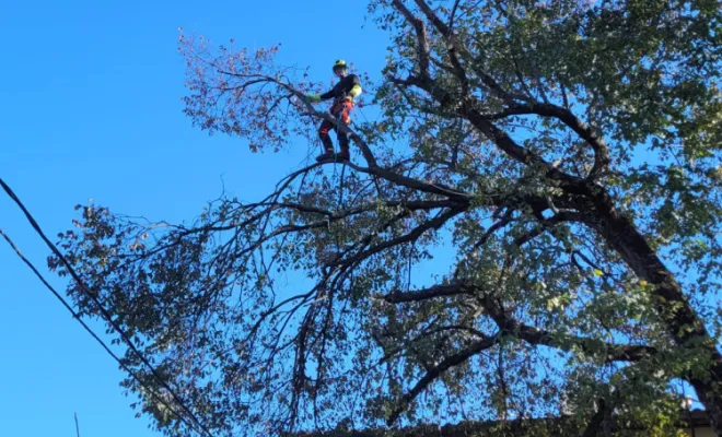 Élagage sur corde avec rétention des branches , Montauban, Arlequin Espaces Verts